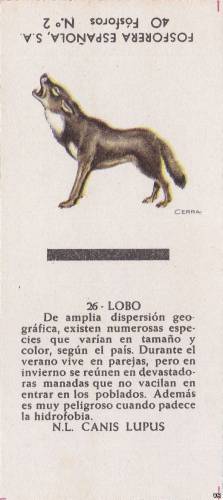 lobo - N.L. Canis lupus