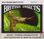 BRITISH INSECTS Wiltshire Match Co. Short-horned grasshopper photograp