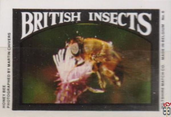 Honey Bee BRITISH INSECTS Wiltshire Match Co.  photographed by Martin
