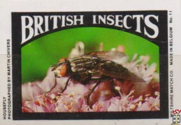 Housefly BRITISH INSECTS Wiltshire Match Co.  photographed by Martin C