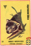 Mrki medvjed (Ursus arctos)