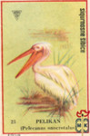 Pelican (Pelecanus onocrolatus)