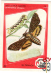 Mrtvacka Glava (Acheronlia Atropas)