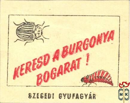 Burgonyabogár-Keresd a burgonyabogarat! Szegedi Gyufagyár