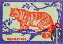 Vadmacska (Лесная кошка)