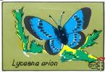 Lycaena Arion (Голубянка Арион)