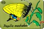 Papilio Machalon (Махаон)