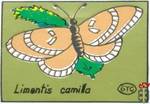 Limentis Camilla (Ленточник Камилла)