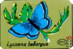 Lycaena Bellargus (Голубянка красивая)