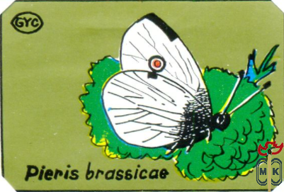 Pieris Brassicae (Белянка капустная)