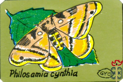 Philosamia Cynthia (Айлантовый шелкопряд)