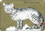 Felis maniculata (Домашняя кошка)