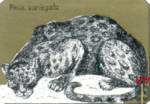 Felis variegata (Длиннохвостая пантера)