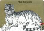 Felis nebulosa (Дымчатый леопард)