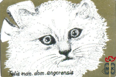 Felis man. dom. angorensis (Ангорская кошка)