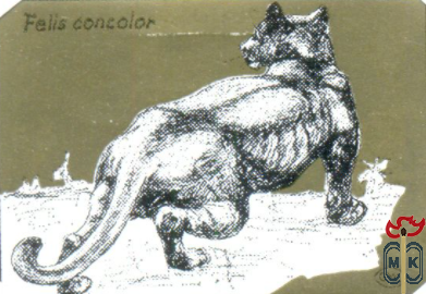 Felis concolor (Пума)