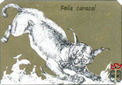Felis carcal (Каракал или степная рысь)
