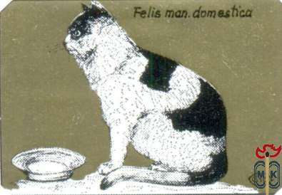 Felis man. domestica (Домашняя кошка)