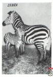 Zebra (Зебра)