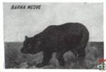 Barna Medve (Бурый медведь)