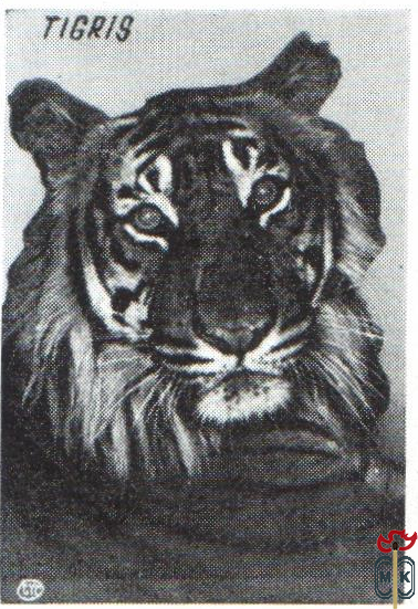 Tigris (Тигр)