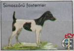 Simaszoru foxterrier (Фокстерьер)