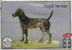 Jagd terrier (Немецкий ягдтерьер)
