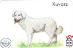 Kuvasz (Кувас)