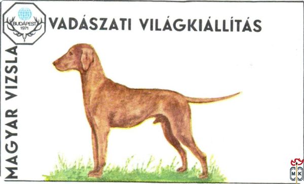 Magyar vizsla (Венгерская выжла)