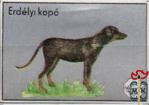 Erdelyi kopo (Трансильванская гончая)