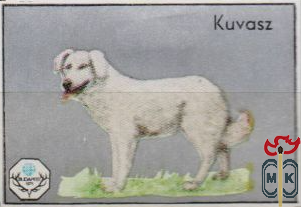 Kuvasz (Кувас)