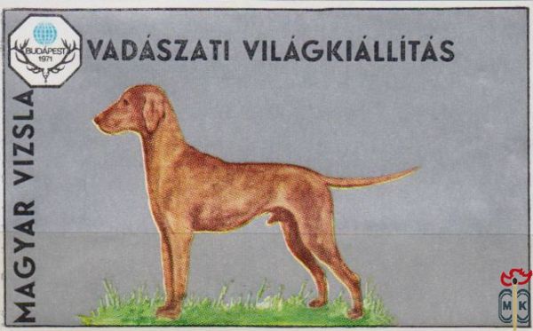 Magyar vizsla (Венгерская выжла)