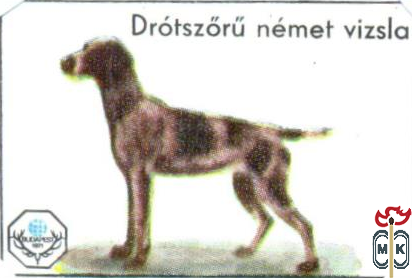 Drotszorunemet vizsla (Немецкая жёсткошерстная легавая)