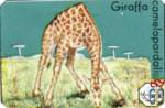 Giraffa camelopardalis (Жираф)