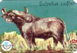 Bubalus caffer (Африканский буйвол)