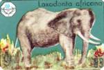 Loxodonta africana (Саванный слон)