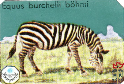 Equus burchelli bohmi (Бурчеллова зебра)