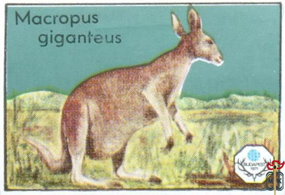 Macropus Giganteus (Гигантский кенгуру)