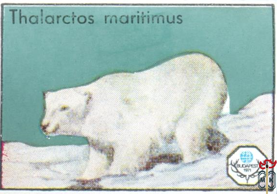 Thalarctos Maritimus (Белый медведь)