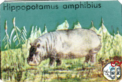 Hippopotamus amphibius (Обыкновенный бегемот)