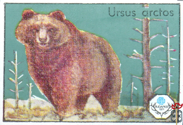 Ursus Arctos (Бурый медведь)