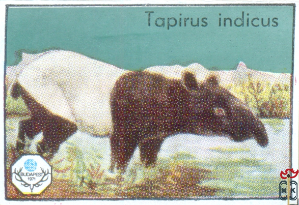 Tapirus Indicus (Чепрачный тапир)
