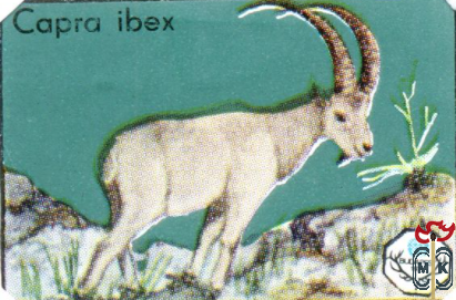 Capra ibex (Альпийский горный козёл)