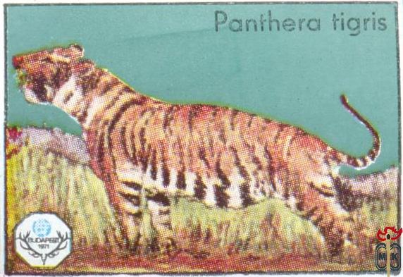 Panthera Tigris (Тигр)