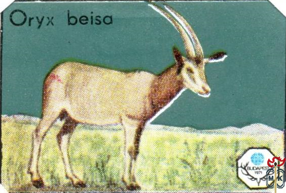 Oryx Beisa (восточноафриканский орикс)