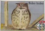 Bubo bubo