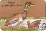 Anas platyrchinchos
