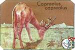 Capreolus capreolus