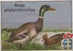 Anas platyrchinchos