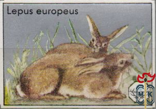 Lepus europeus